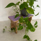 Blumenhocker "ADA"